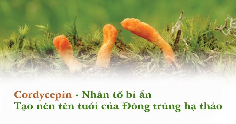 Duoc-chat-Cordycepin-vo-cung-quy-hiem-chi-duoc-tim-thay-trong-DTHT-tuoi