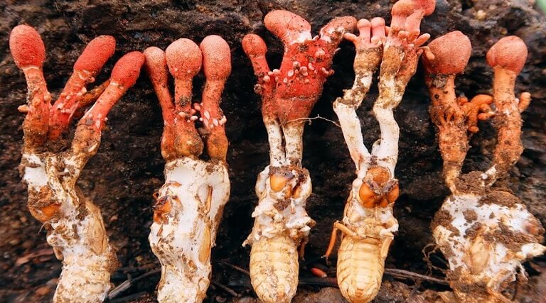 Nam-Gyromitrin-la-loai-nam-doc-gay-nguy-hiem-cho-suc-khoe-con-nguoi-