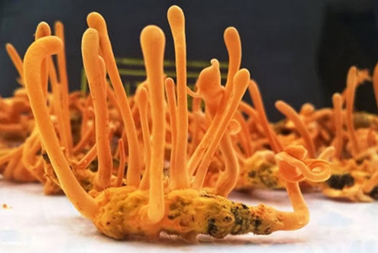 Tac-dung-cua-DTHT-voi-nguoi-benh-tieu-duong