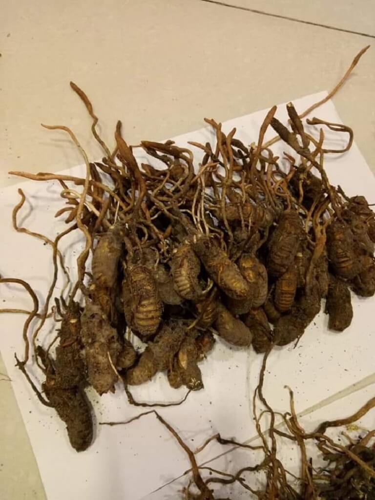 Tuong-tu-nhu-cac-loai-DTHT-khac-DTHT-ve-sau-cung-la-mot-loai-thao-duoc-tot-cho-suc-khoe