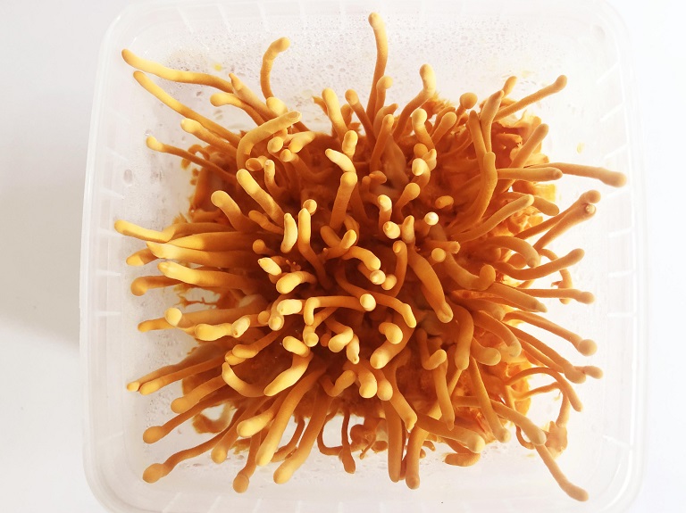 dong-trung-ha-thao-tuoi-co-may-loai