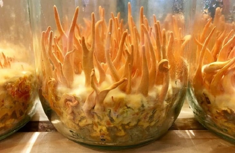 dong-trung-ha-thao-tuoi-nuoi-trong