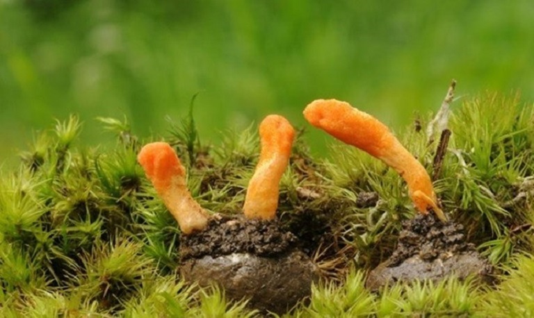 dong-trung-ha-thao-tuoi-tu-nhien