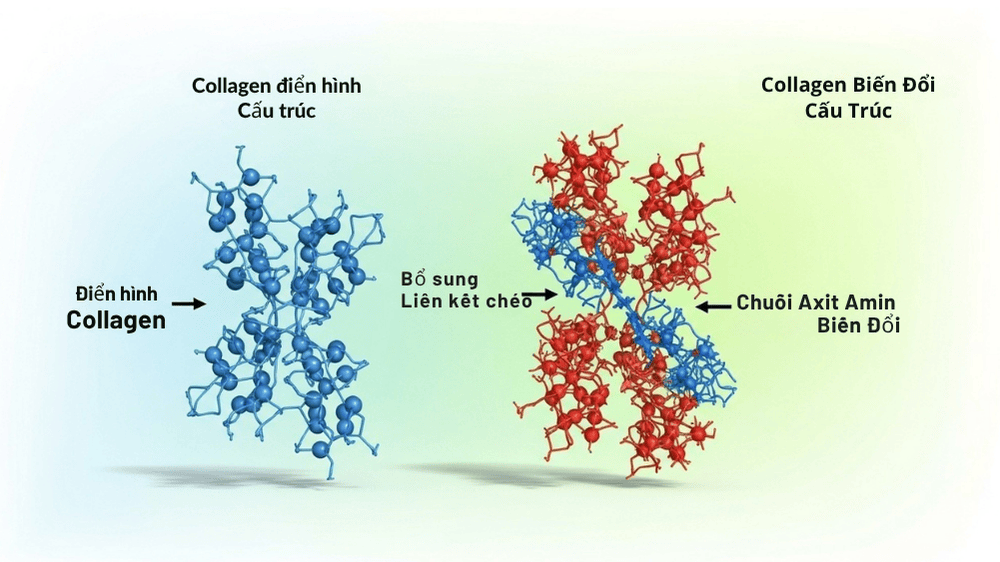 cau-truc-collagen