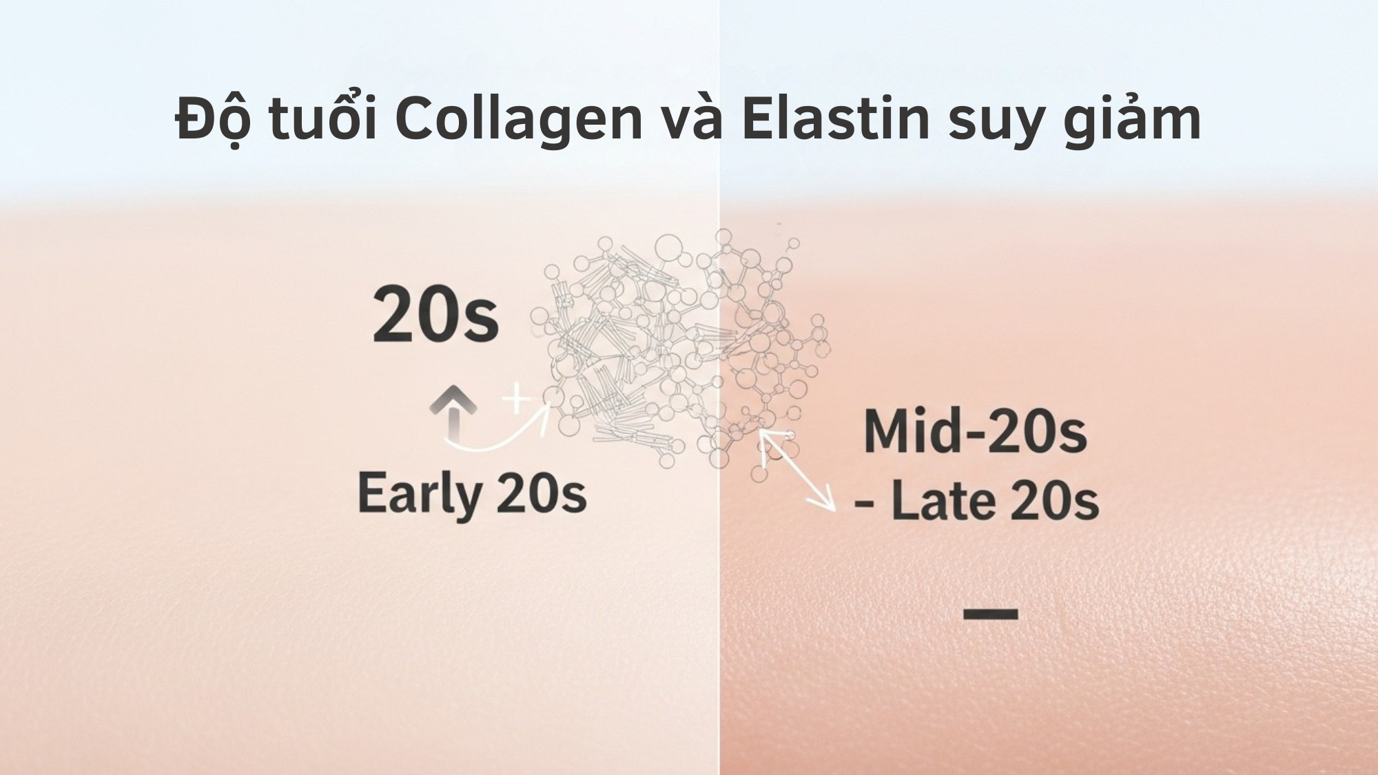 collagen-va-elastin-suy-giam