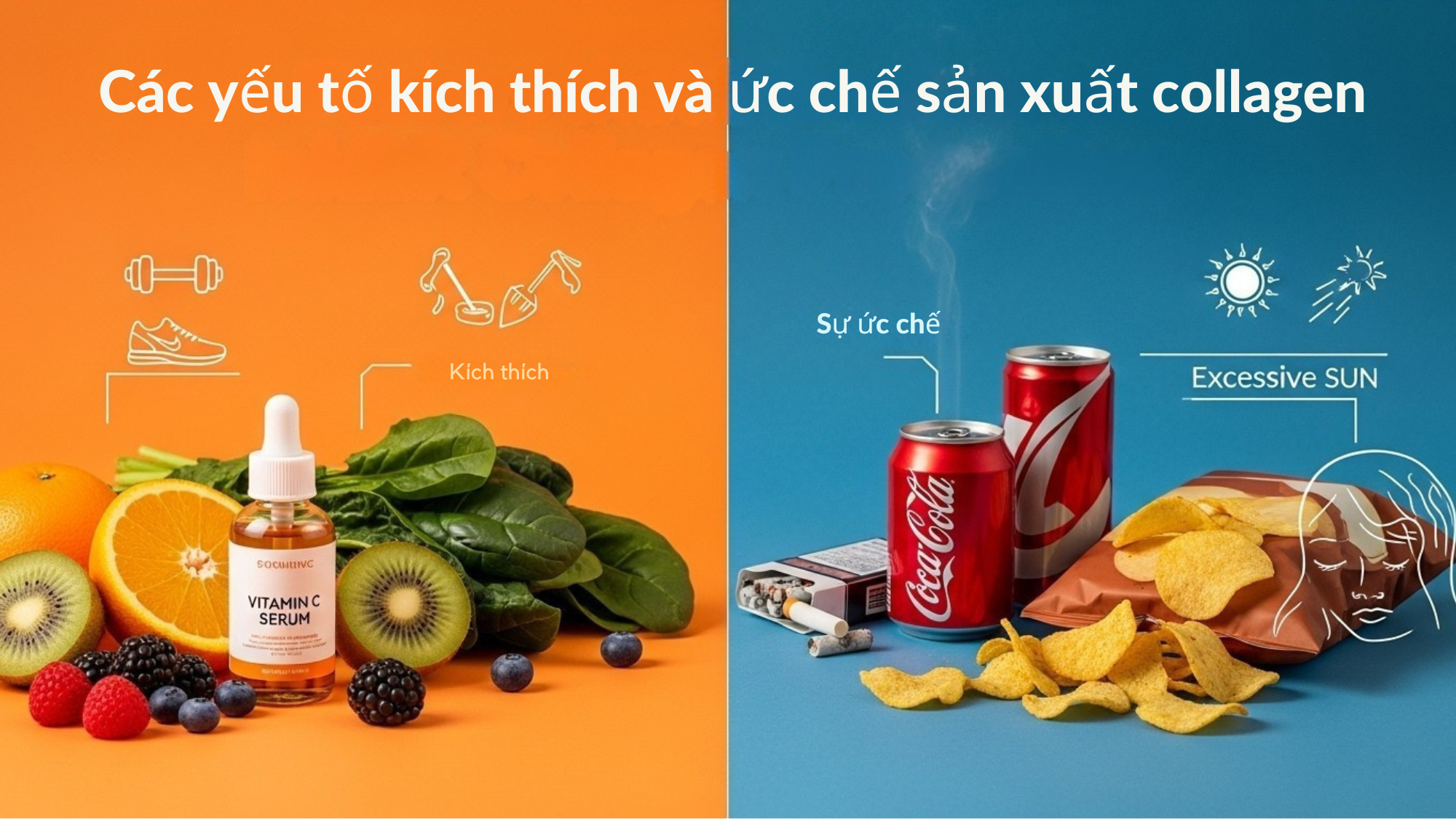 san-sinh-collagen-va-elastin