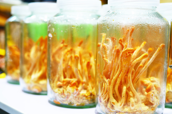 dong-trung-ha-thao-nuoi-cay-trong-phong-thi-nghiem