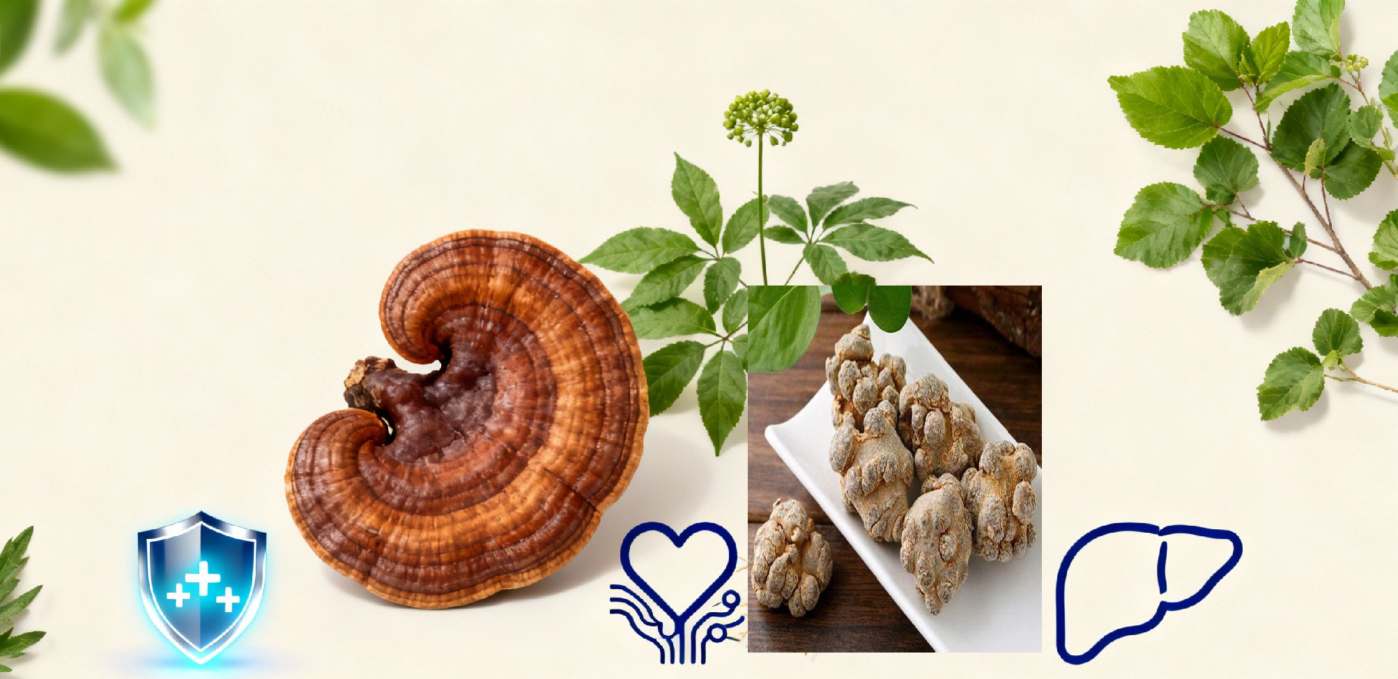 Linh chi và tam thất dùng an toàn lành tính