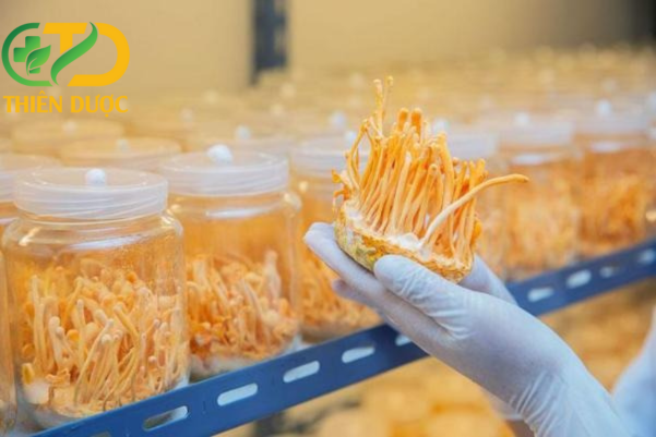 Cong-nghe-nuoi-cay-dong-trung-ha-thao-tuoi