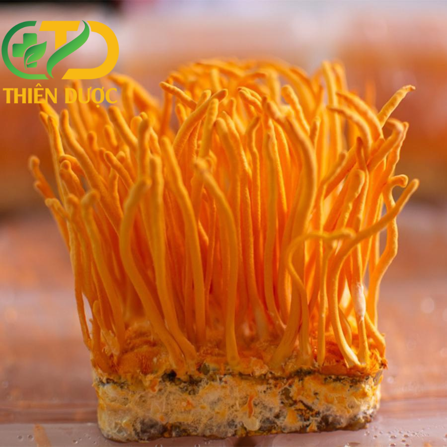 Dong-trung-ha-thao-tuoi