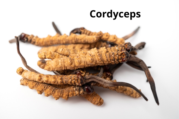 dong-trung-ha-thao-nuoc-co-nhieu-cong-dung-tot-cho-suc-khoe