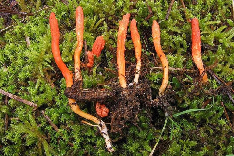 dong-trung-ha-thao-tuoi